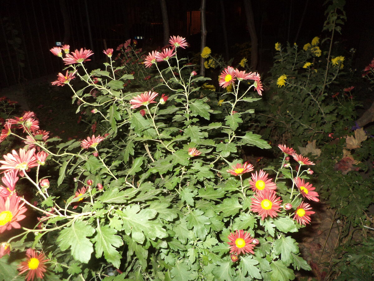 DSC09397.JPG