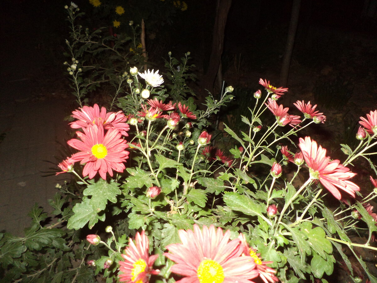 DSC09398.JPG