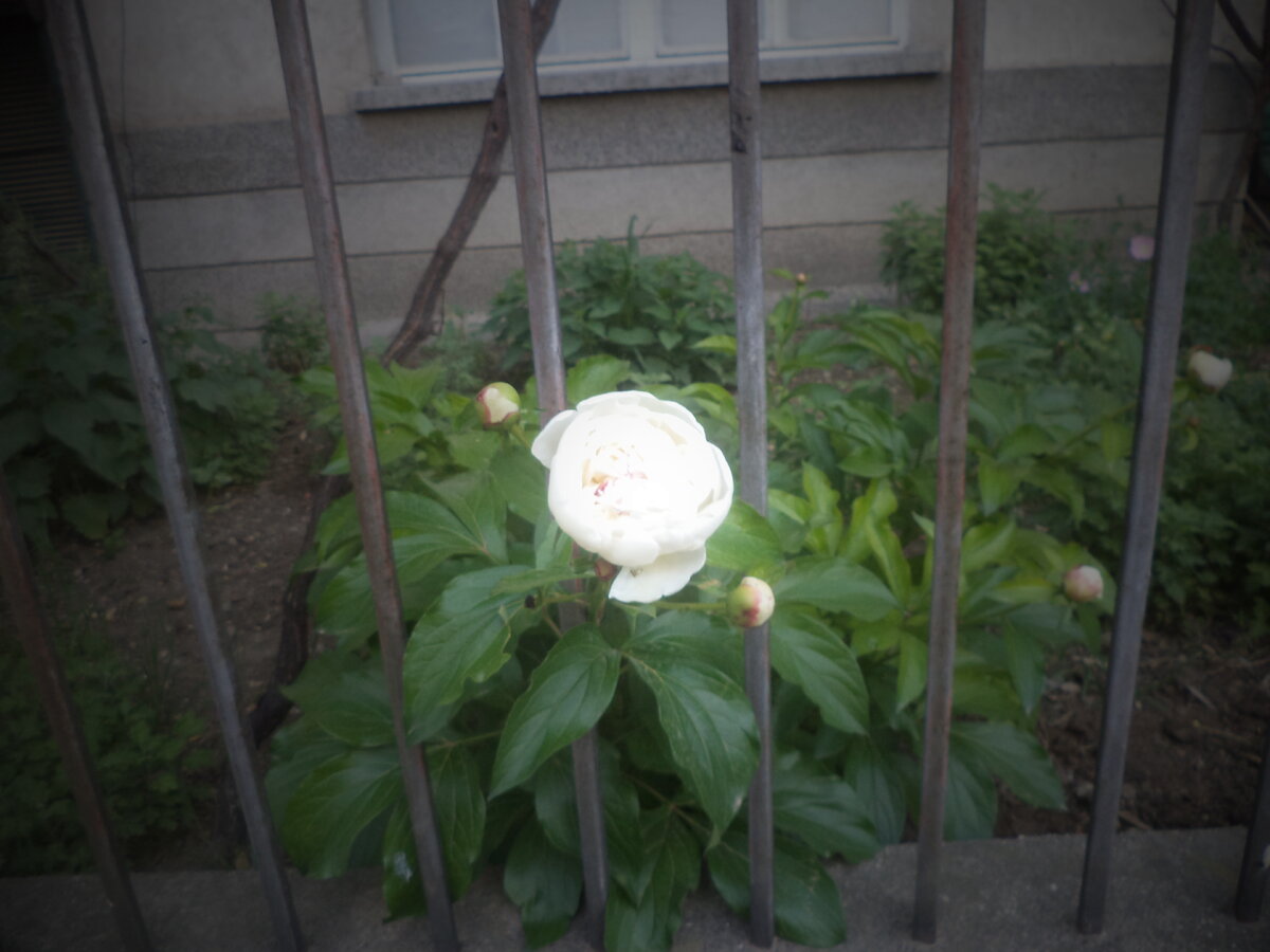 DSC09406.JPG