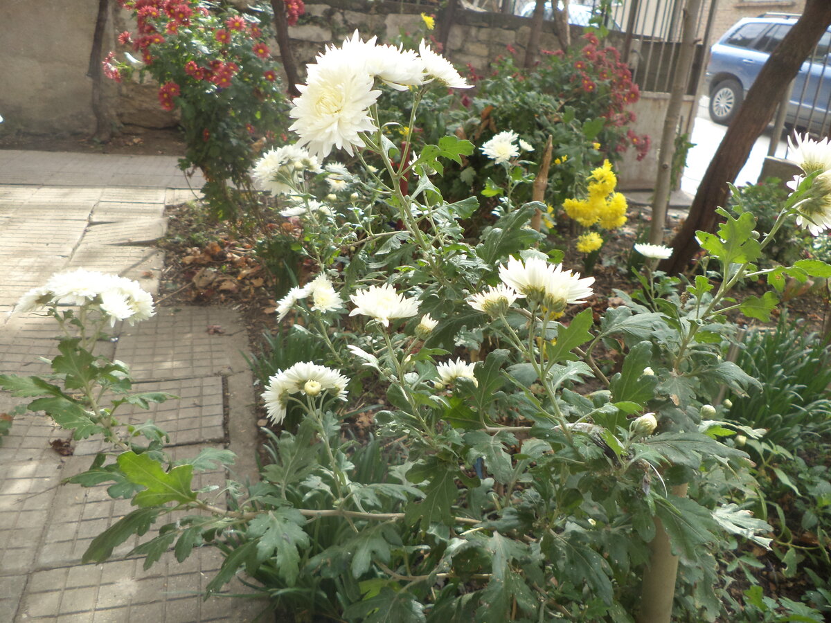 DSC09438.JPG