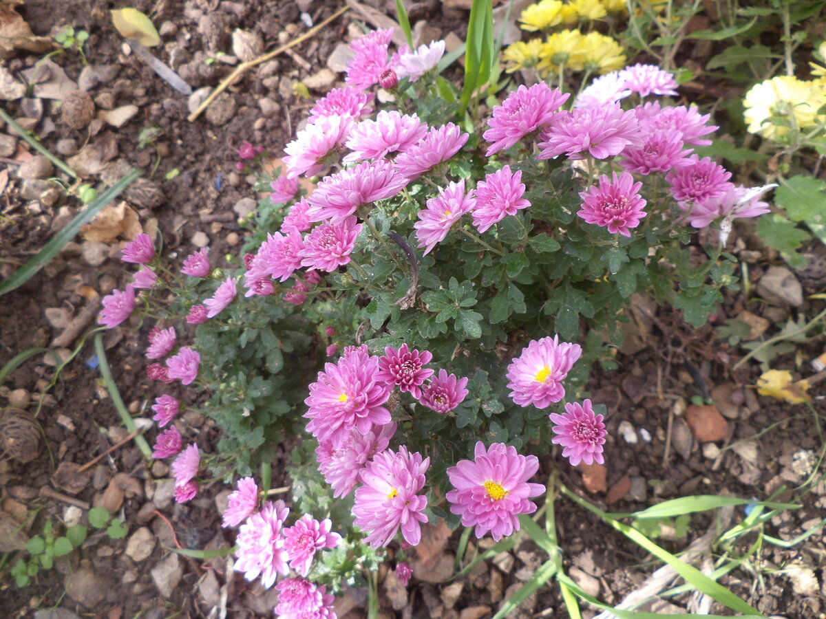DSC09442.JPG