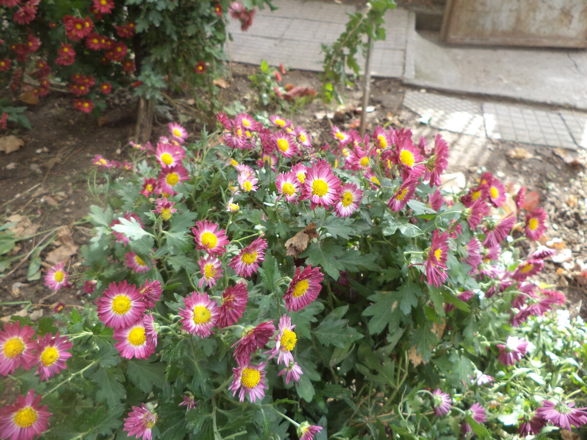 DSC09446.JPG