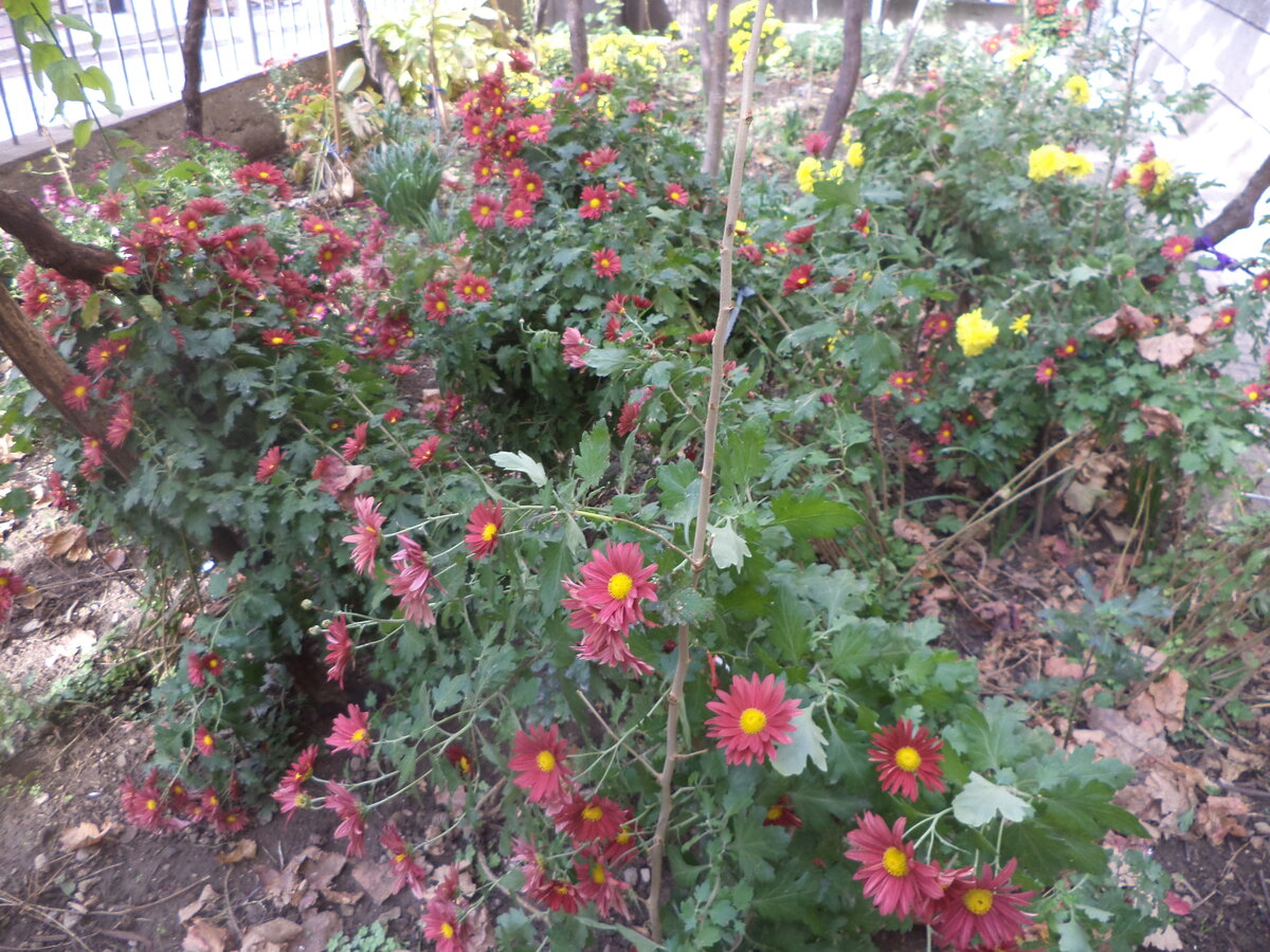 DSC09448.JPG