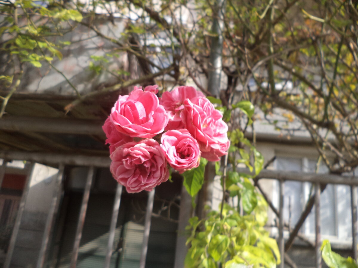 DSC09450.JPG