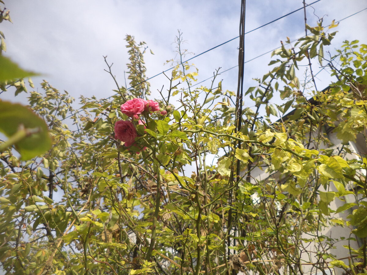 DSC09452.JPG