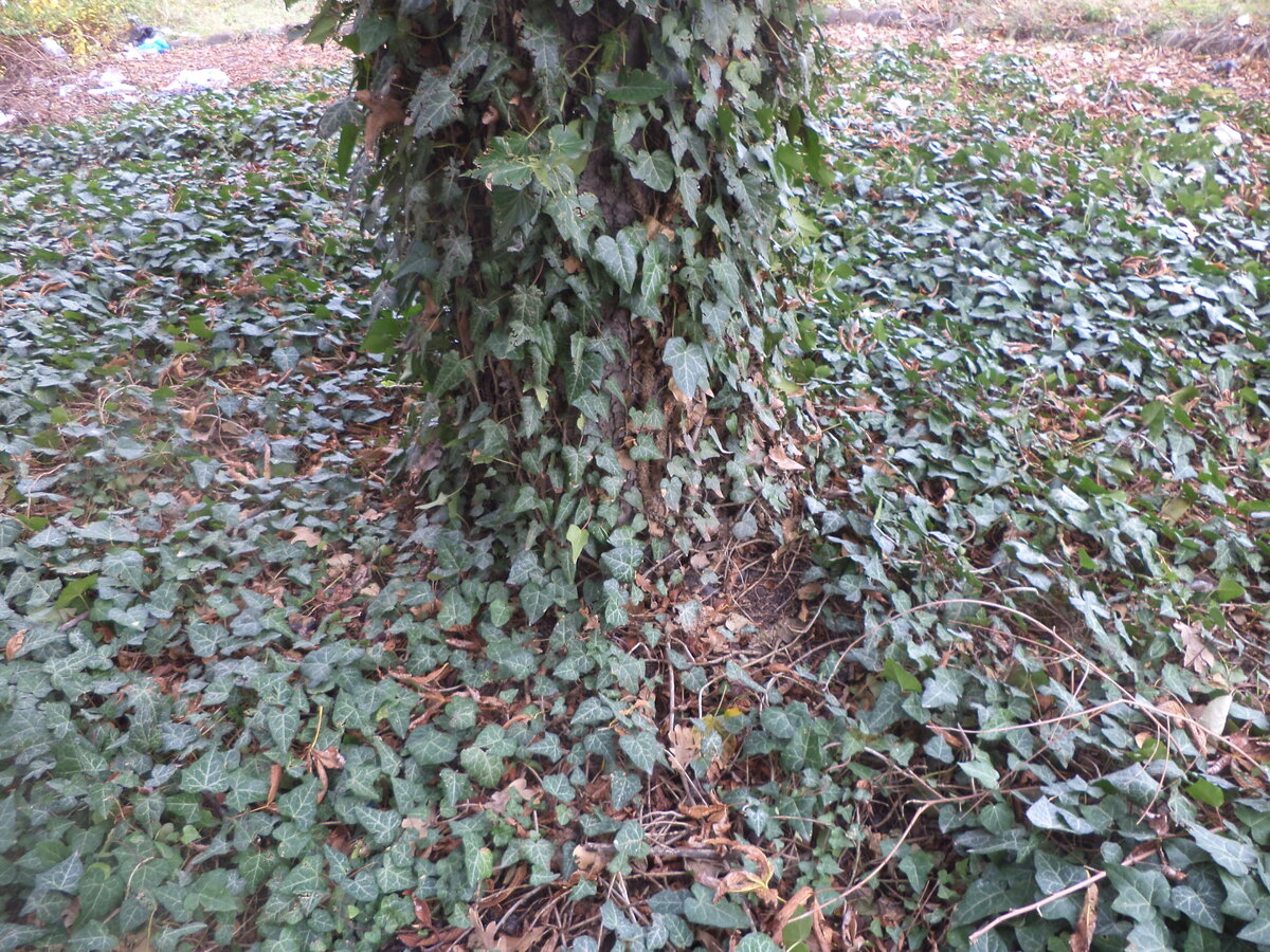 DSC09554.JPG