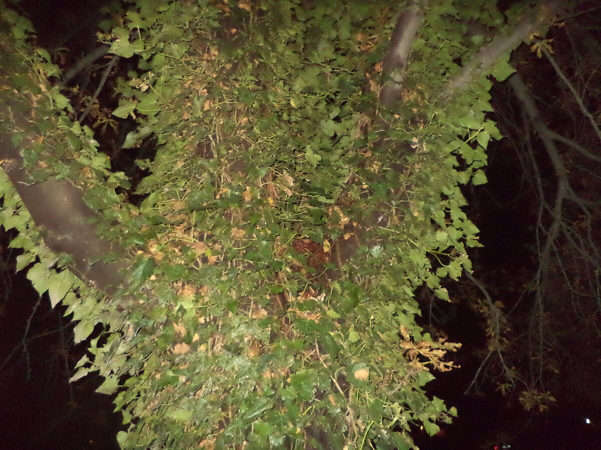 DSC09589.JPG