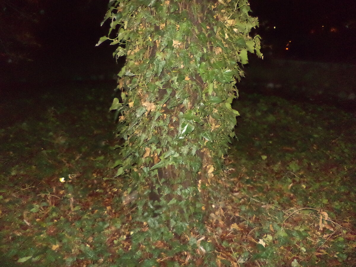 DSC09592.JPG