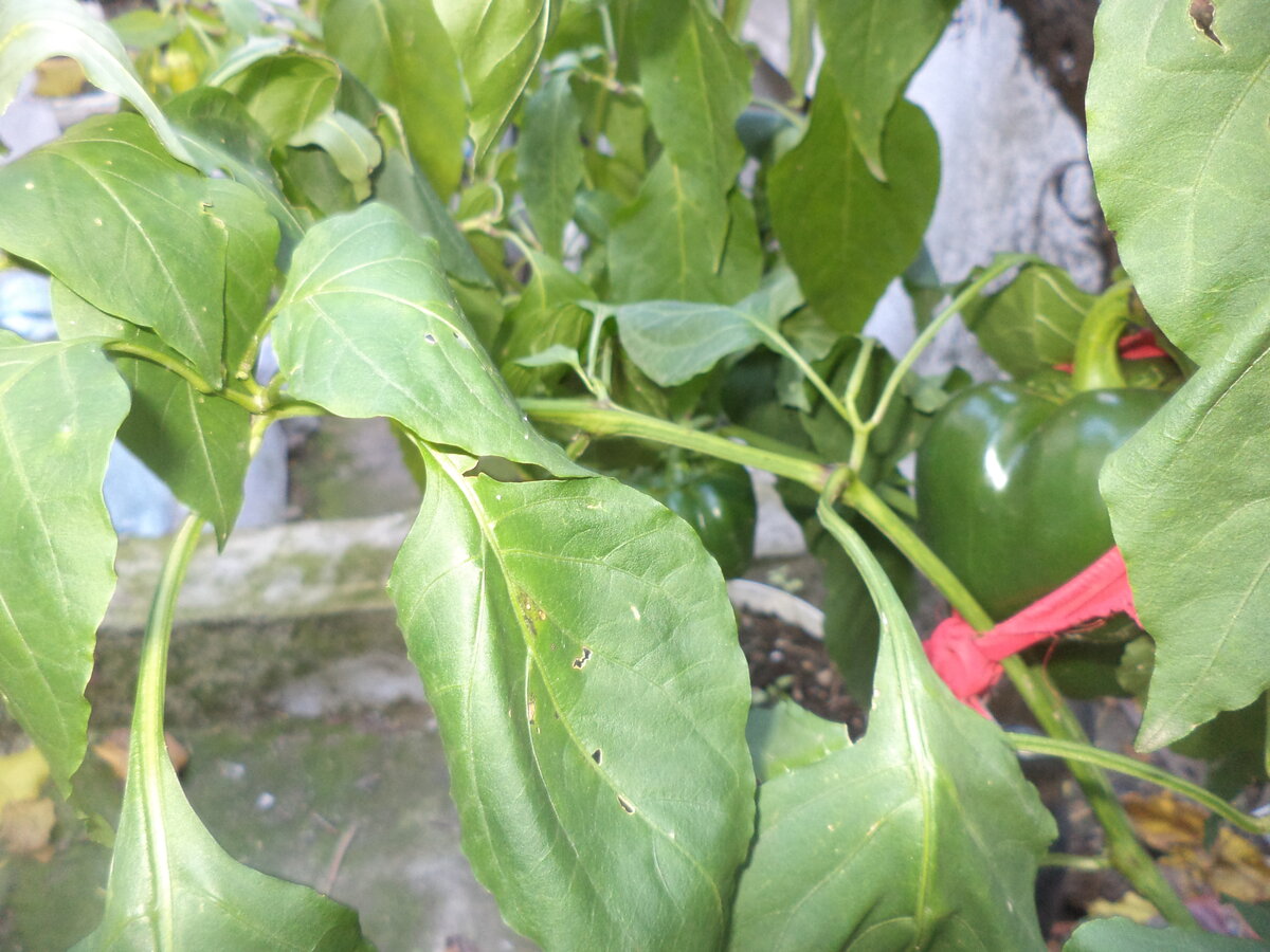 DSC09700.JPG