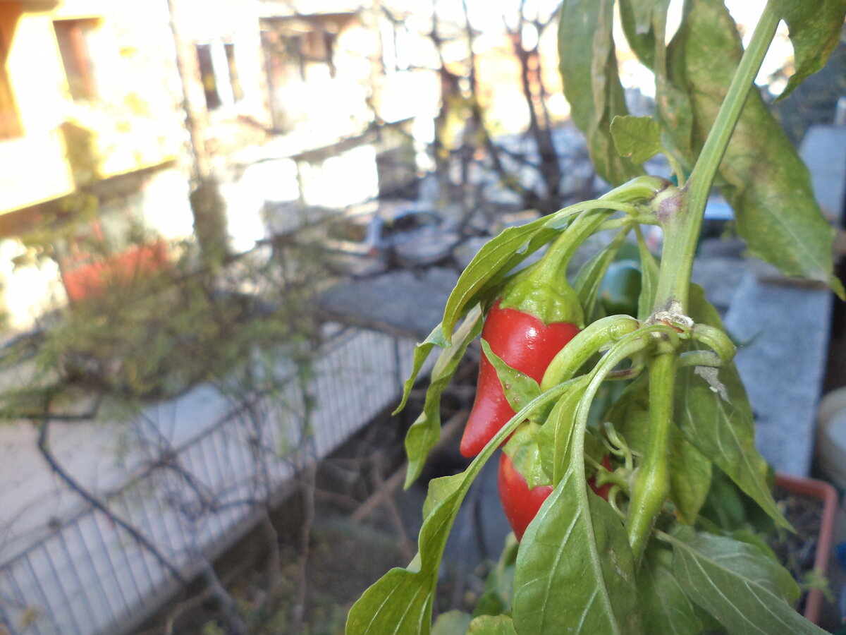 DSC09702.JPG