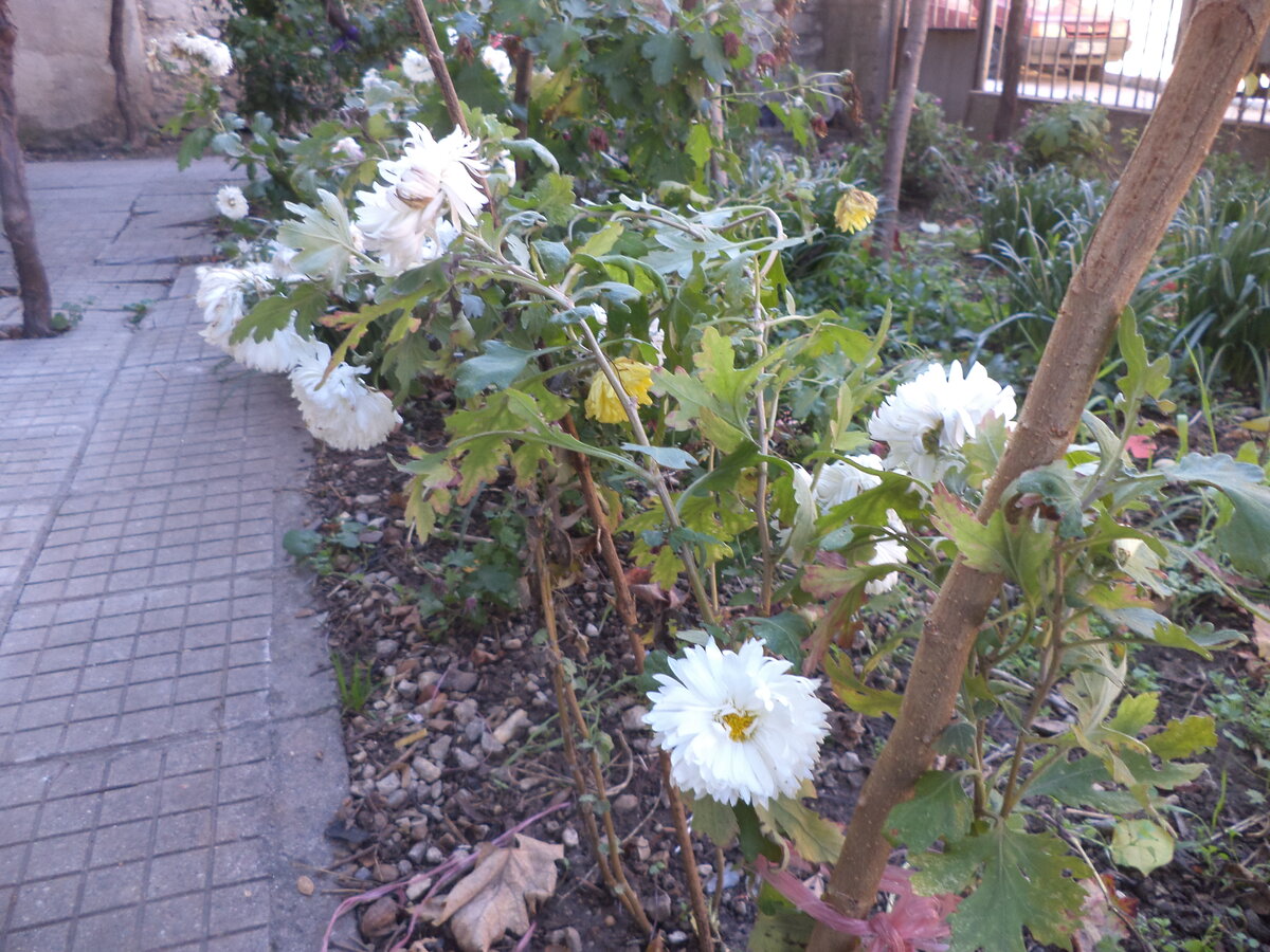DSC09709.JPG