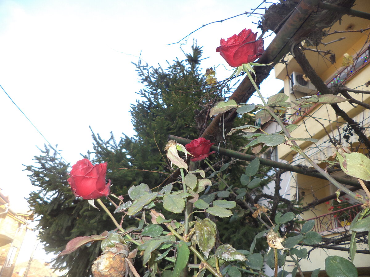 DSC09802.JPG