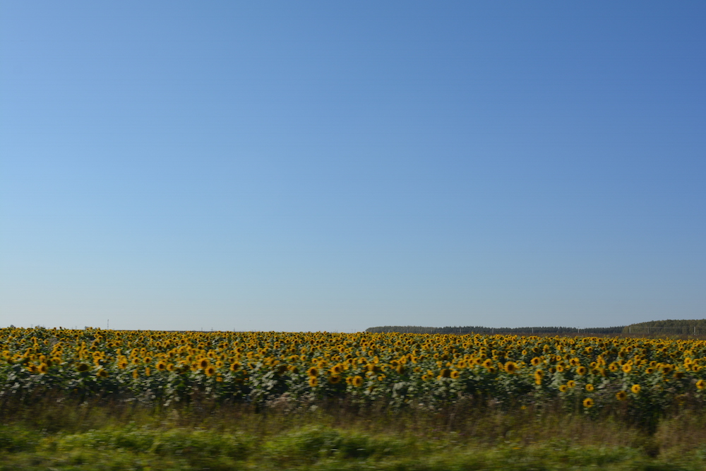 DSC_1309.JPG