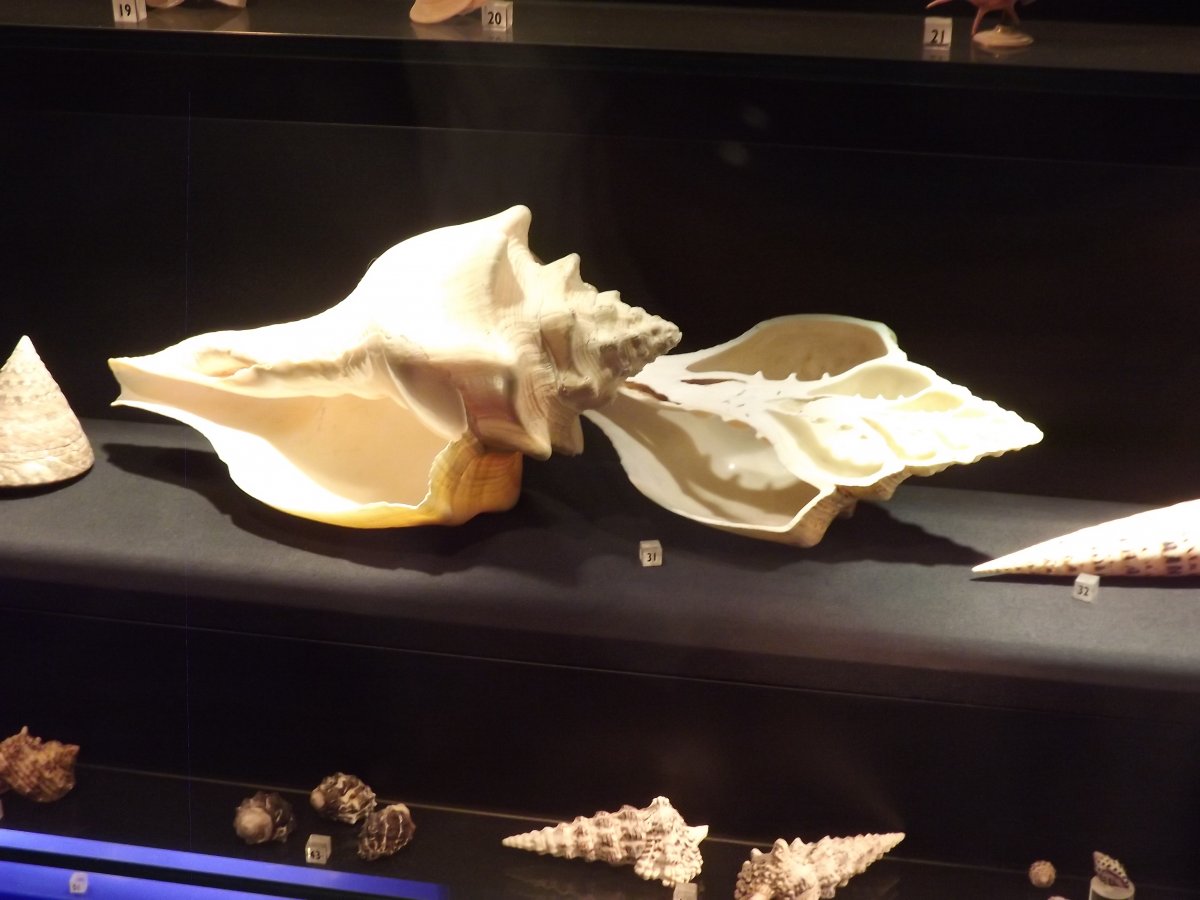 DSCF5276.JPG