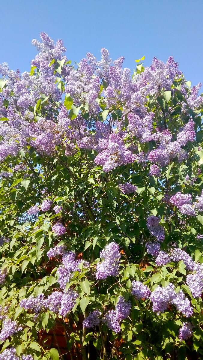 IMG-20190519-WA0009.jpeg