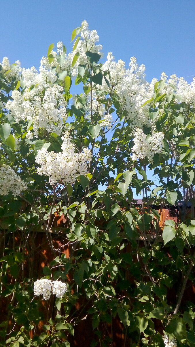 IMG-20190519-WA0011.jpeg