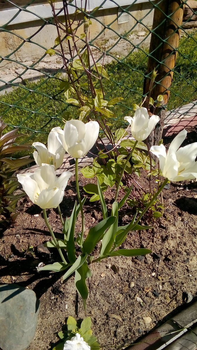 IMG-20190519-WA0013.jpeg