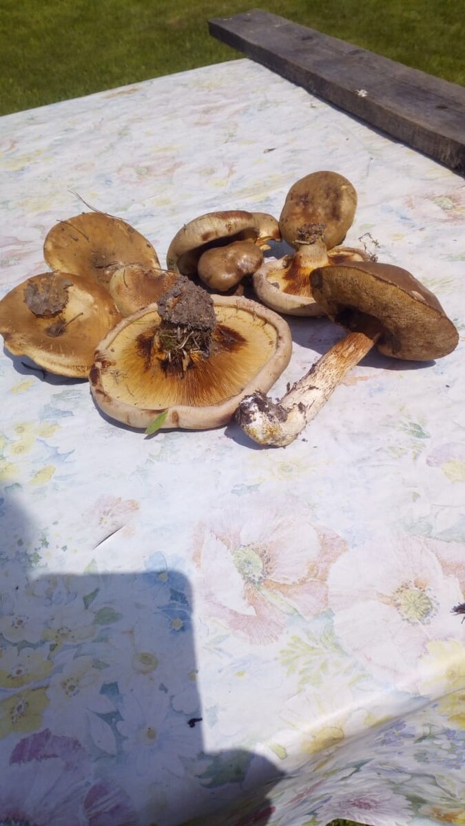IMG-20190527-WA0015.jpg