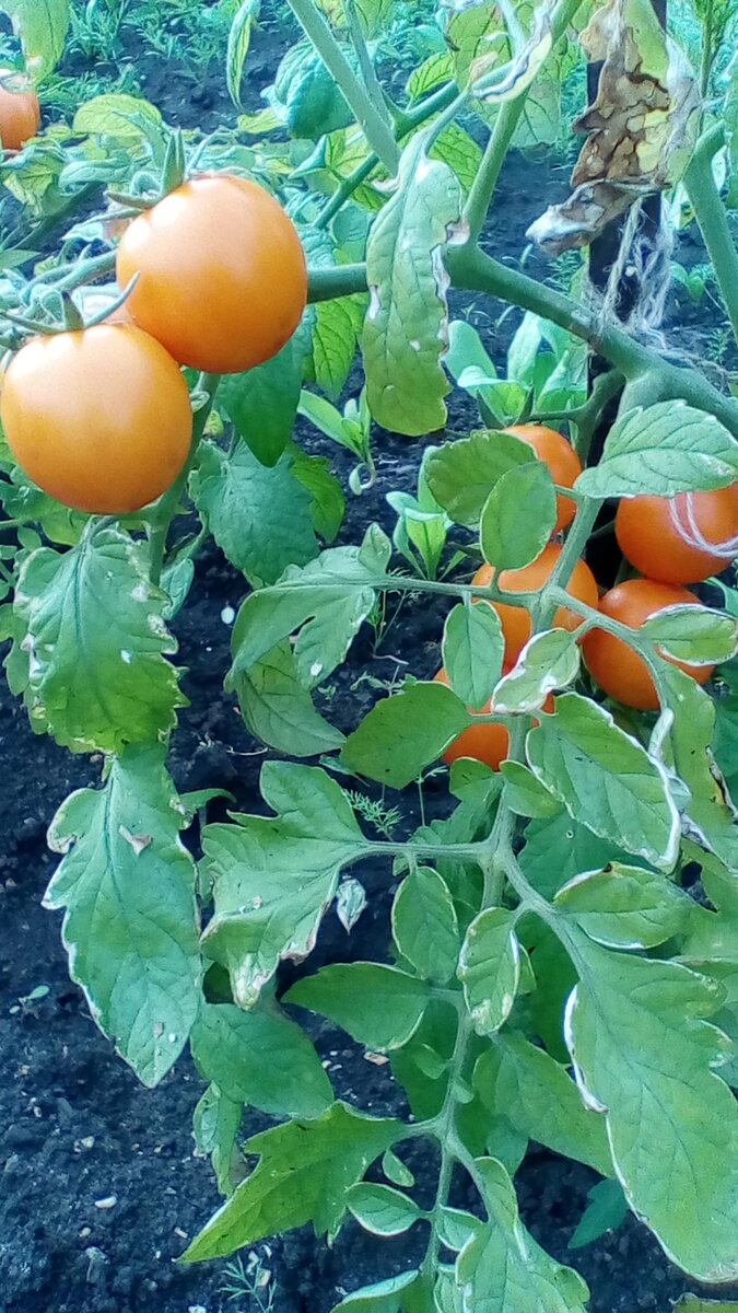IMG-20190607-WA0016.jpeg
