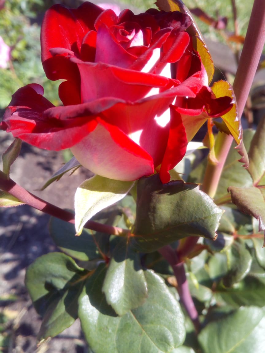 IMG-20190614-WA0002.jpg