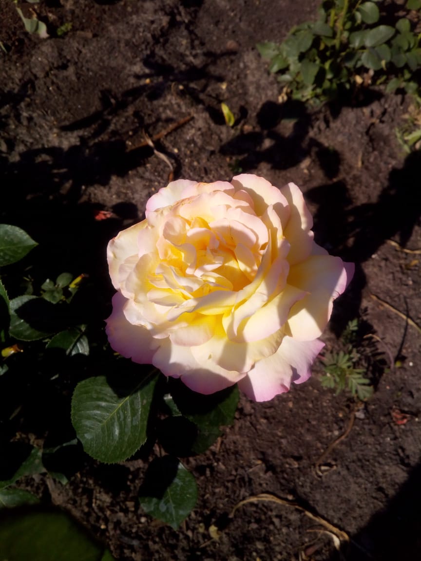 IMG-20190614-WA0004.jpg