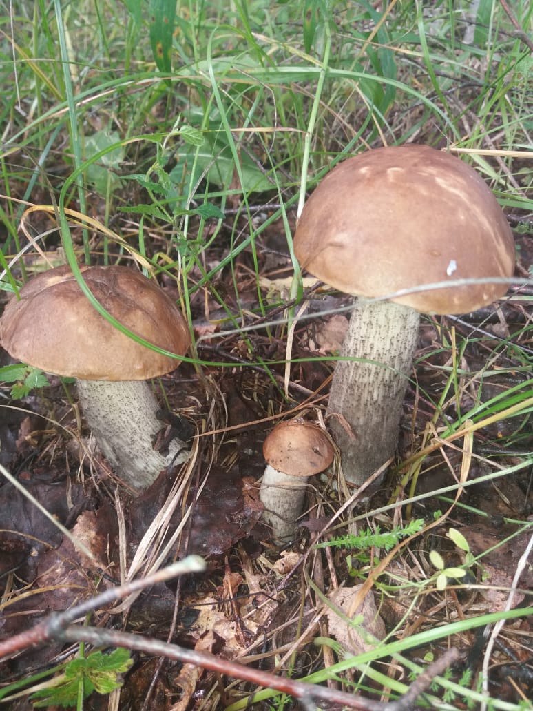 IMG-20190730-WA0001.jpg