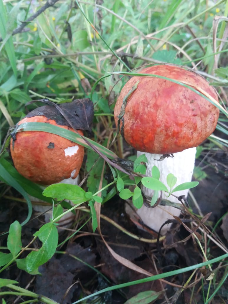 IMG-20190730-WA0005.jpg