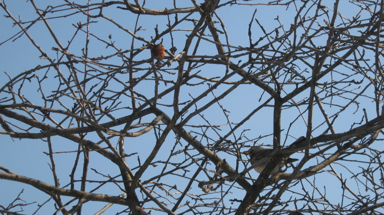 IMG_0062_resize_resize.JPG