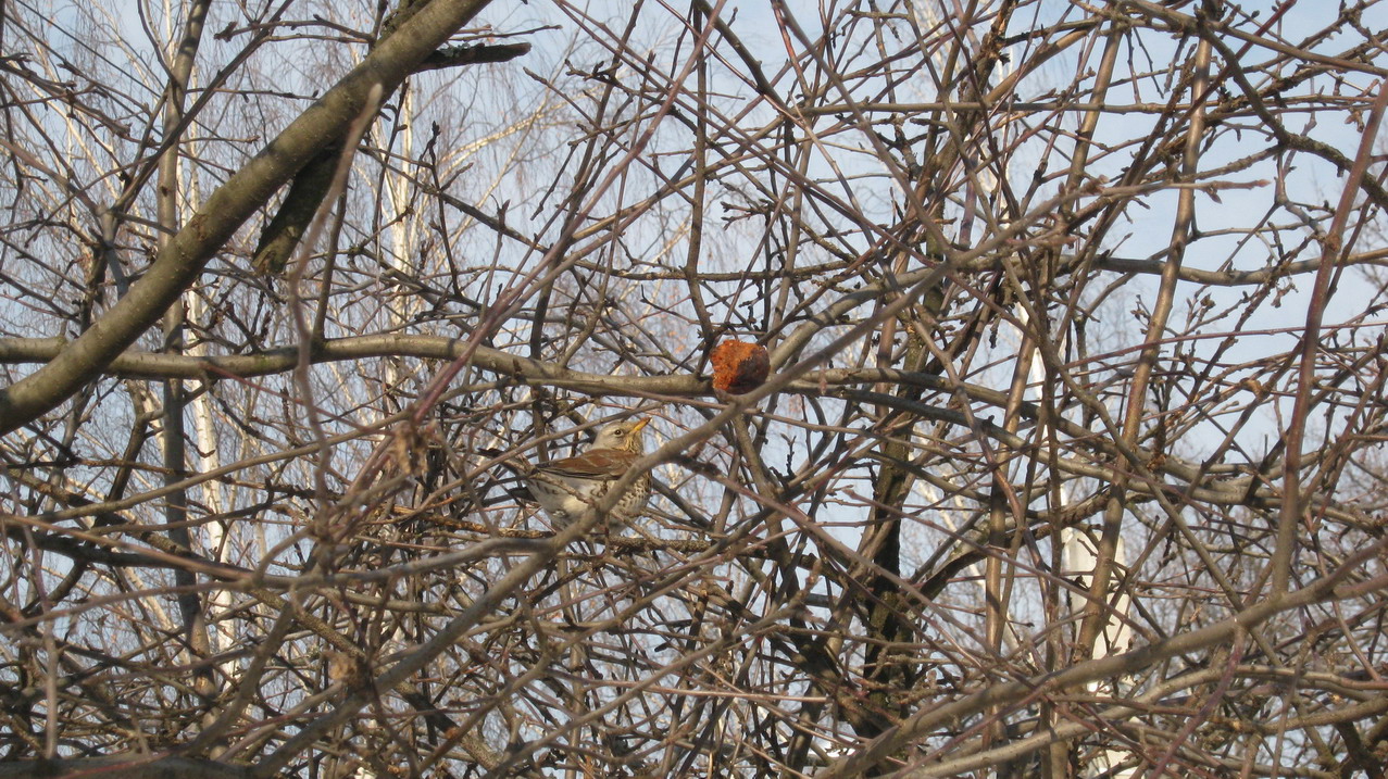 IMG_0064_resize_resize.JPG
