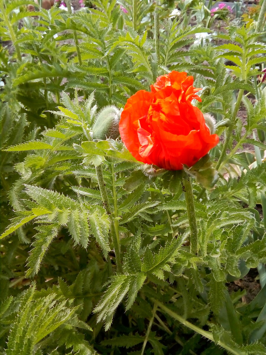 IMG_20190602_092112.jpg