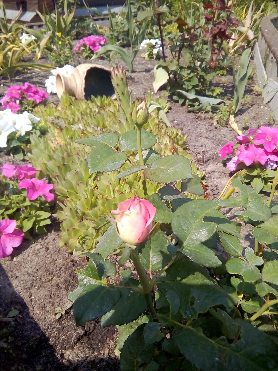 IMG_20190608_115408.jpg