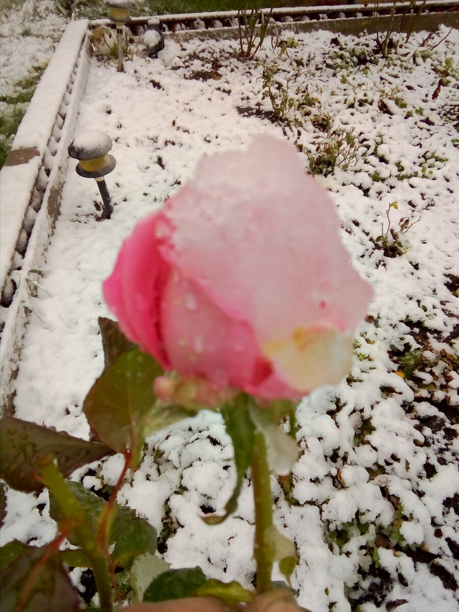 IMG_20191006_124837.jpg