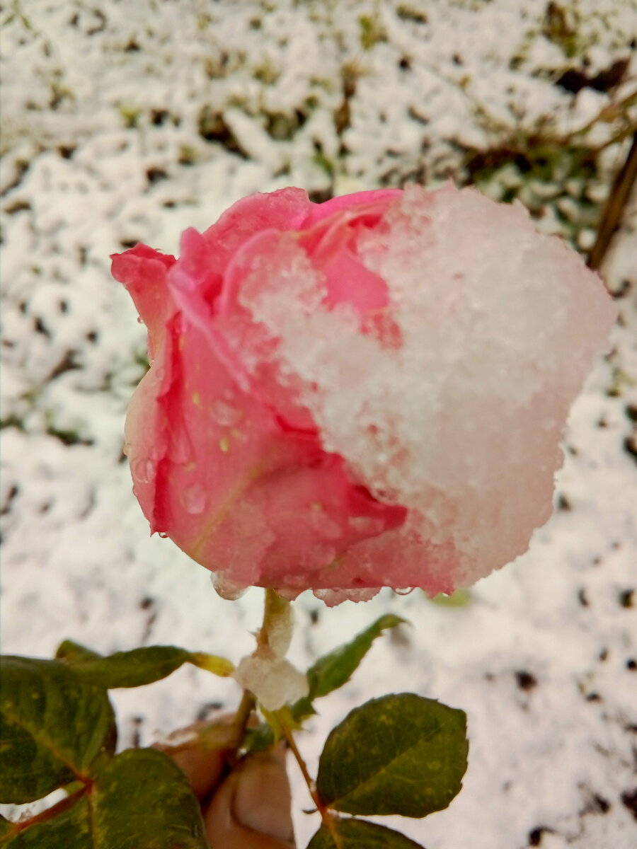 IMG_20191006_124906.jpg