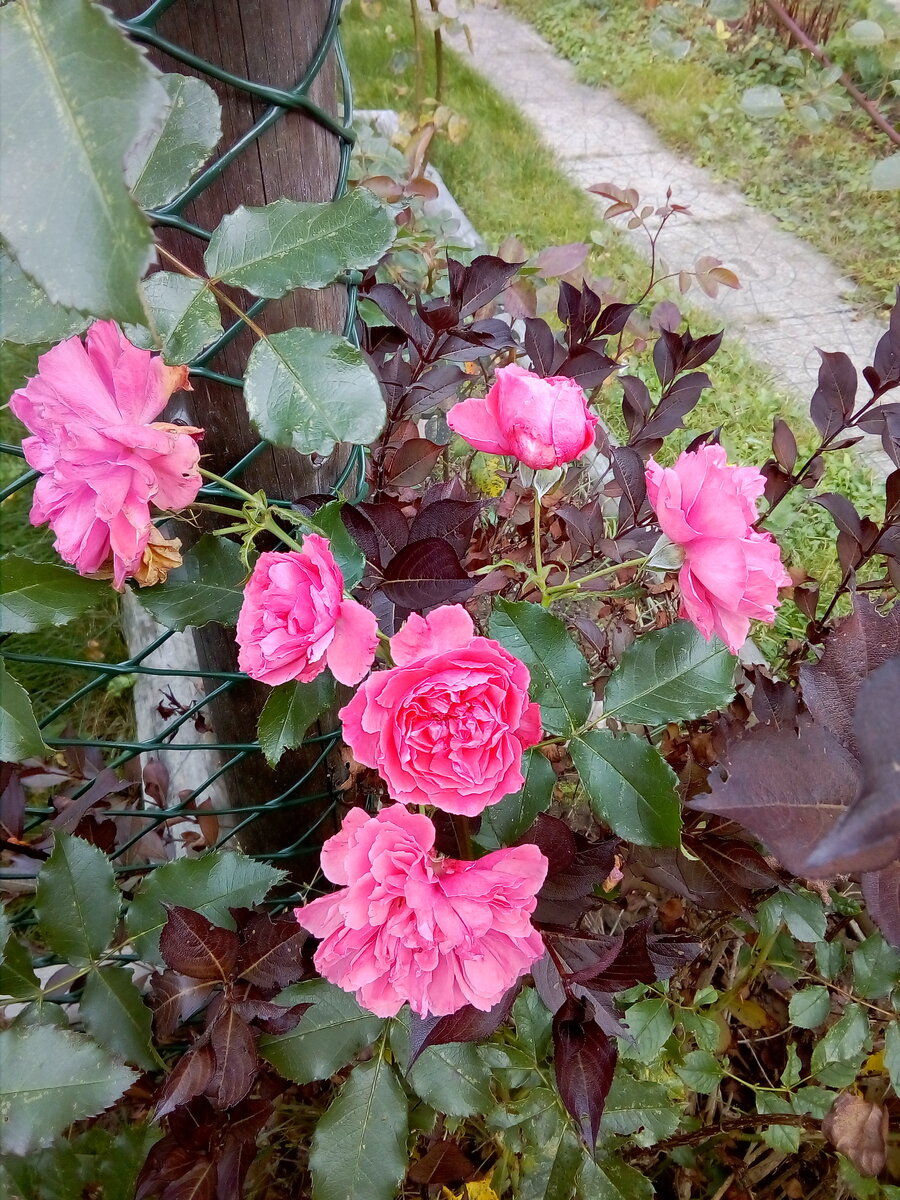 IMG_20191026_102915.jpg