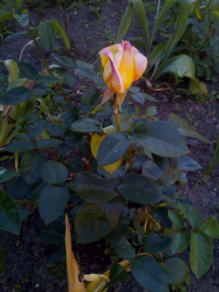 IMG_20210618_185029.jpg