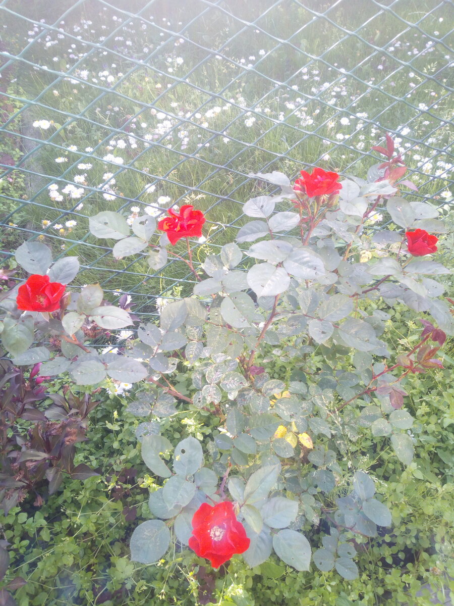 IMG_20210621_182026.jpg