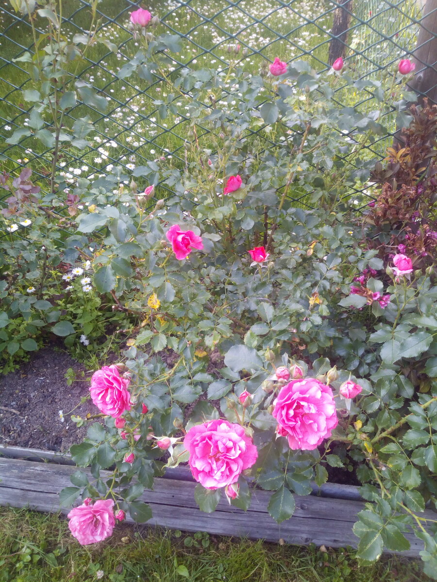 IMG_20210621_182049.jpg