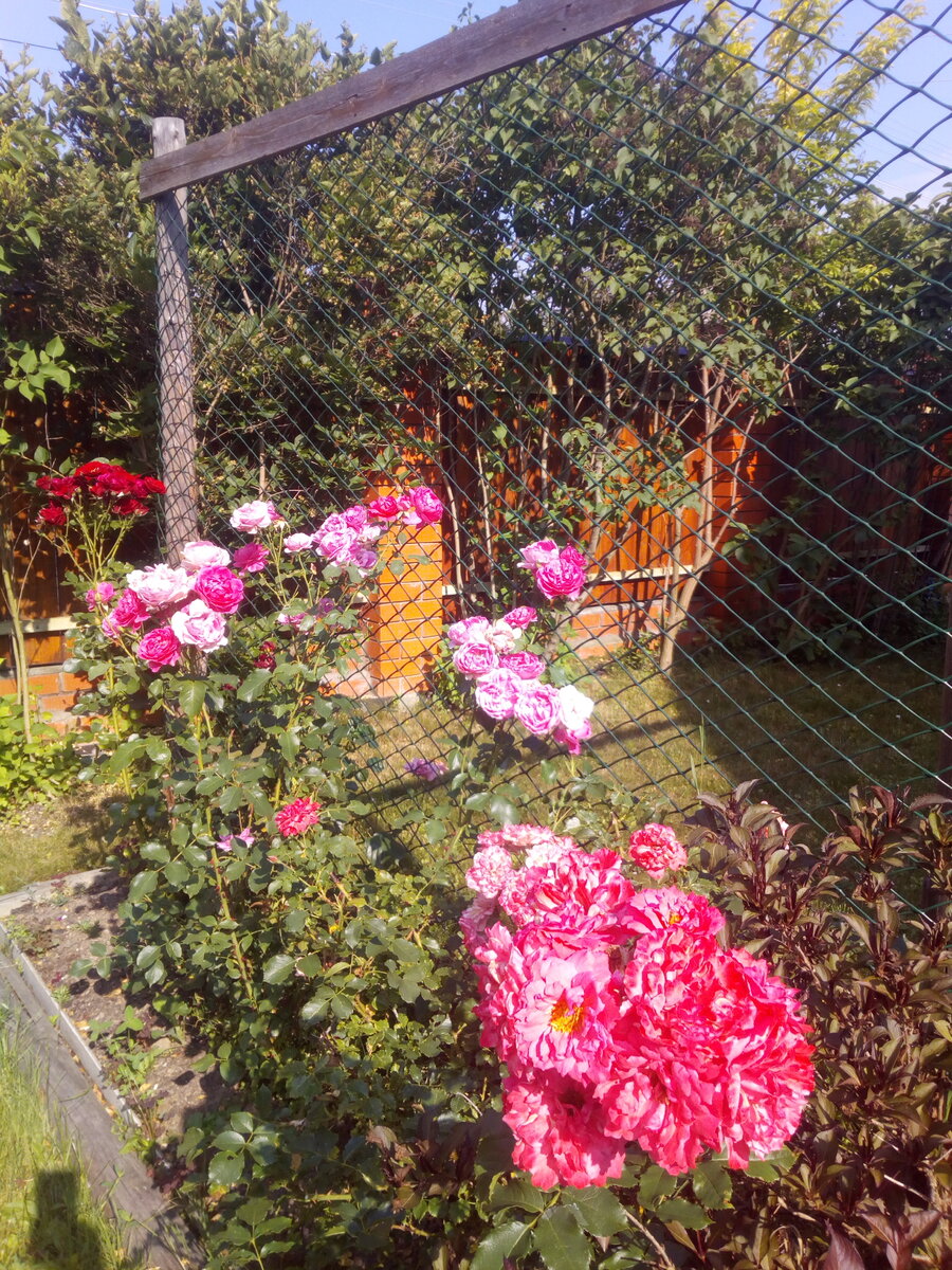 IMG_20210710_083754.jpg