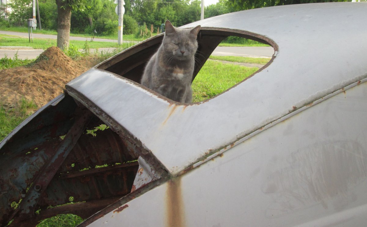Кошка отдыхает.jpg