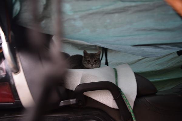 котоголд4.JPG