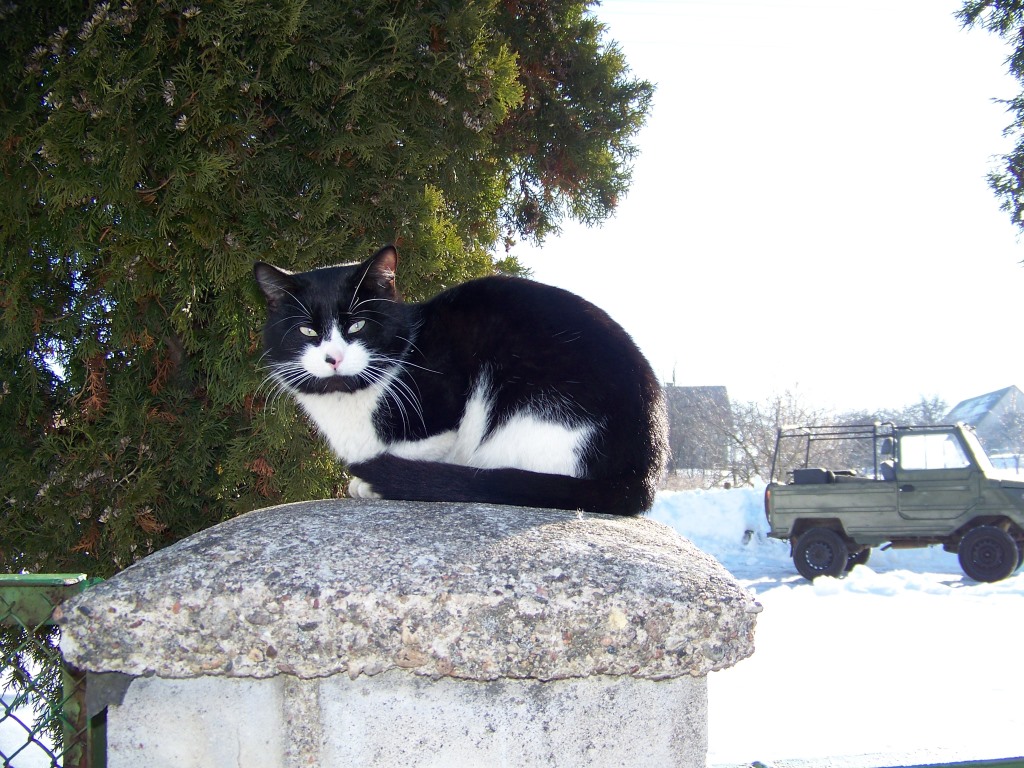 Уважаемые коты (227).JPG