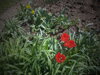 DSC09858.JPG