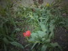 DSC09857.JPG