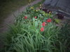 DSC00326.JPG