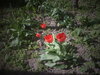 DSC00330.JPG