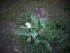 DSC00327.JPG