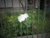 DSC00376.JPG