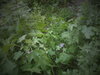DSC00380.JPG
