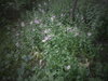 DSC00378.JPG
