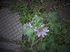 DSC00381.JPG